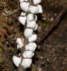 Margarodidae