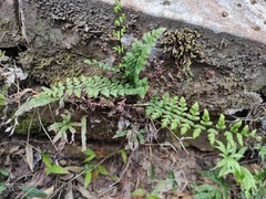 Cheilanthes chusana
