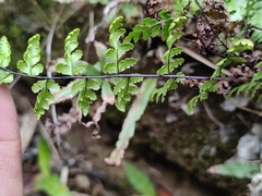 Cheilanthes chusana