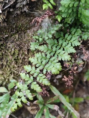Cheilanthes chusana