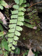 Adiantum malesianum