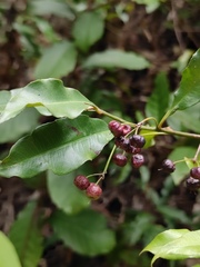 Ardisia quinquegona