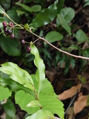 Ardisia quinquegona