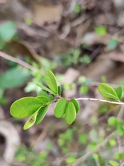 Phyllanthus cochinchinensis