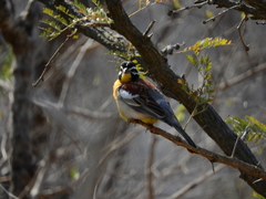 Emberiza flaviventris