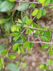 Phyllanthus cochinchinensis