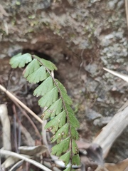 Adiantum malesianum