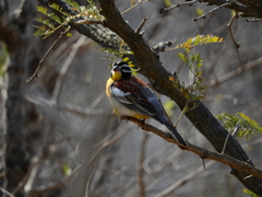 Emberiza flaviventris