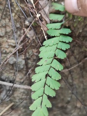 Adiantum malesianum