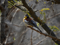 Emberiza flaviventris