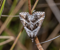 Dichromodes stilbiata