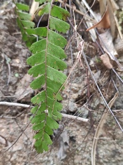 Adiantum malesianum