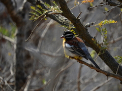 Emberiza flaviventris