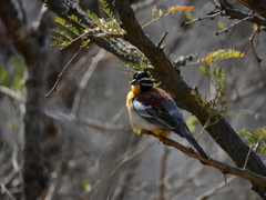 Emberiza flaviventris