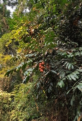 Chisocheton paniculatus