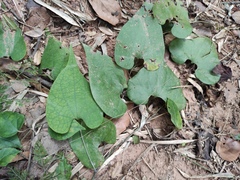 Aristolochia tubiflora