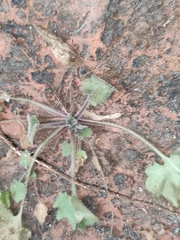 Primulina danxiaensis