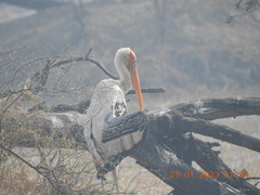 Mycteria leucocephala