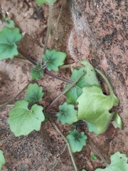 Primulina danxiaensis