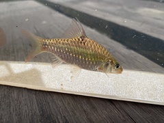Barbodes banksi