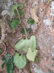 Primulina danxiaensis