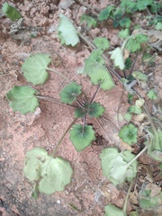 Primulina danxiaensis