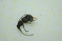 Platystomos albinus