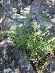 Conostomium natalense