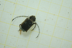 Platystomos albinus