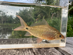 Osteochilus vittatus