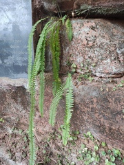 Nephrolepis cordifolia