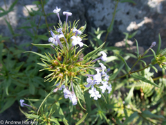 Conostomium natalense