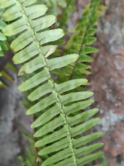Nephrolepis cordifolia