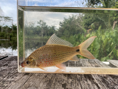 Osteochilus vittatus