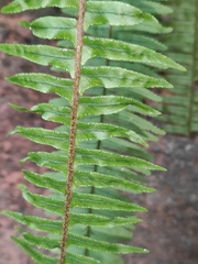 Nephrolepis cordifolia