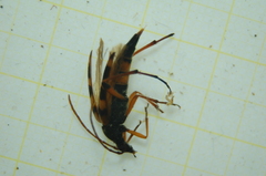 Strangalia attenuata