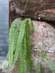Nephrolepis cordifolia