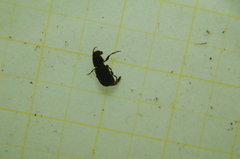 Anthribidae