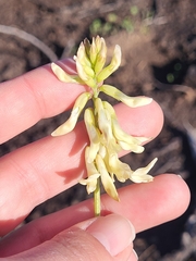 Astragalus trichopodus