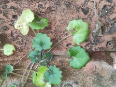 Primulina danxiaensis