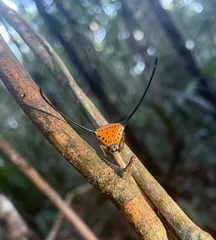 Macracantha arcuata