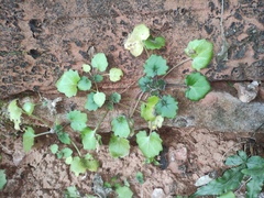 Primulina danxiaensis