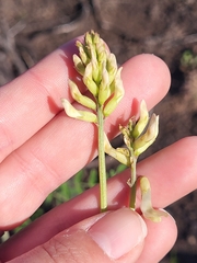 Astragalus trichopodus