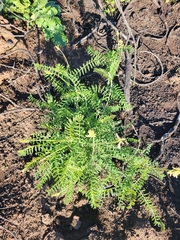 Astragalus trichopodus