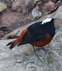 Phoenicurus leucocephalus