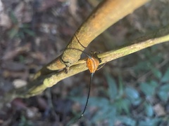 Macracantha arcuata