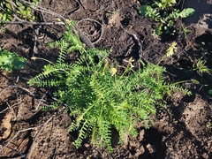 Astragalus trichopodus
