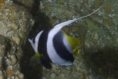 Heniochus acuminatus