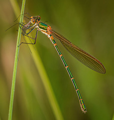 Austrolestes cingulatus
