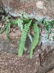 Nephrolepis cordifolia